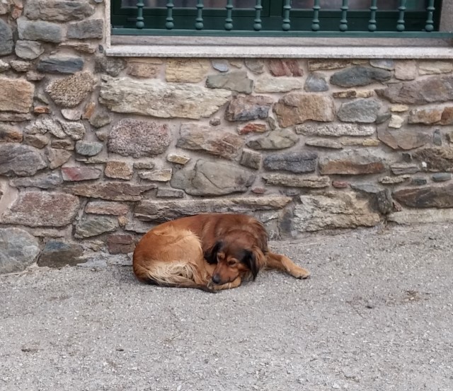 Stray Dogs on Camino de Santiago – Myths vs Reality
